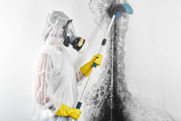 Best Basement Mold Removal  in Parachute, CO
