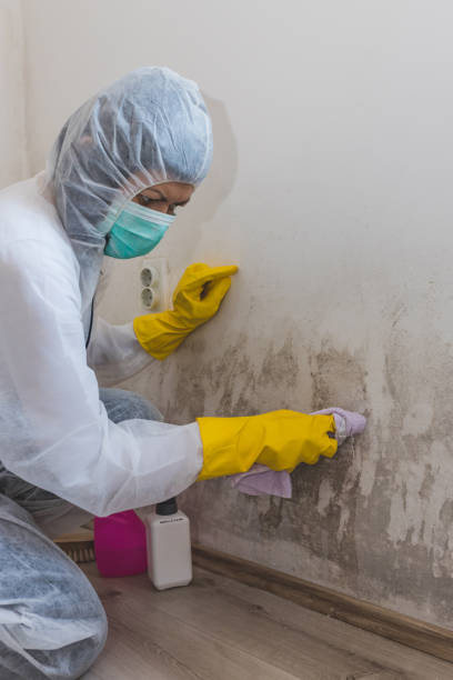 Best Air Quality Testing for Mold Spores  in Parachute, CO